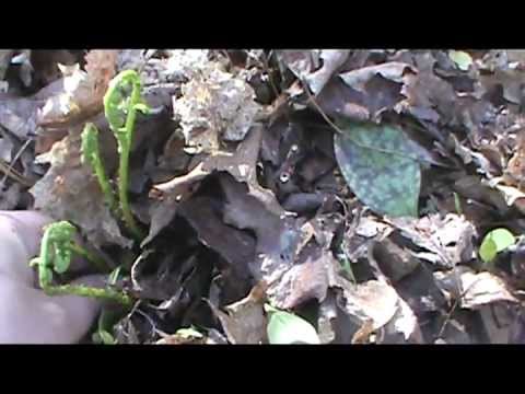 how to transplant ferns from the wild