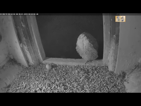 Live-Cam: Vgel - Wanderfalken / Peregrine Falcon  -  ...