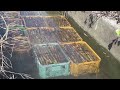 Click here to watch this video 喜界島 砂糖キビ収穫風景と巨大ガジュマル