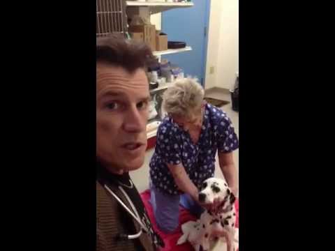 how to treat lyme disease in dogs