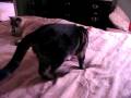 Tebow the Fetching Kitty