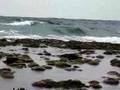 Shellfish-gathering on the coral reef at low tide