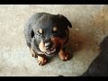 Sahibini Koruyan Küçük Sevimli Köpek Yavrusu