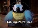 Cussing Parrot Cursing Bird