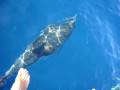 videos de Nager avec les Dauphins en Méditerrannée avec Cala Rossa Dream / www.cala-rossa-dream.com