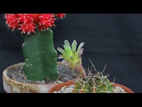 how to care for gymnocalycium mihanovichii