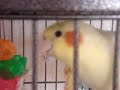 Jaden, the Alexandrine talking and then feeding Eddie, the cockatiel. The lutino cockatiel is Sunny.