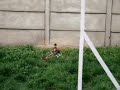 honey bee king 2 4200KV etreme AC 43T 04.2008