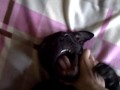 viktor staffie 4