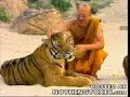 Tigers