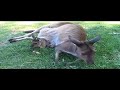 Wildlife in Victoria, Australia