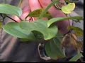 Medicinal Plant for Alzheimer & Arthritis - Research - ????????