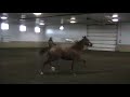 Spice It Upp - Arabian for sale Spice It Upp - Arabian for sale