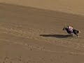 Eight Belles collapses at Kentucky Derby 2008
