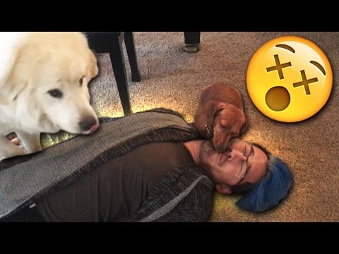 Playing Dead with PUPPIES