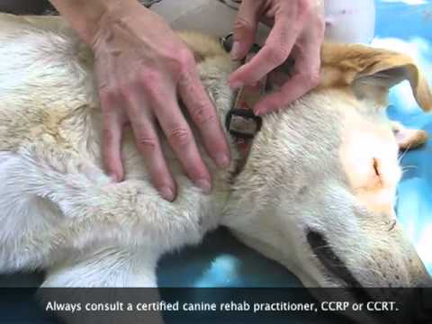 Can Physical Therapist Give Note For Therapy Dog Can Physical Therapist Give Note For Therapy Dog