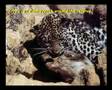 The last leopard (?) in Ein-gedi oasis