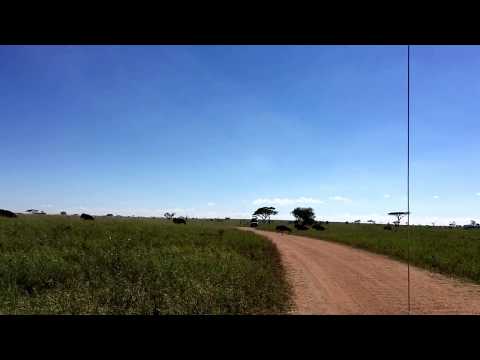 Wildebeests crossing the road in Serengeti
