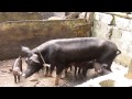 Los marranitos acabando con su madre