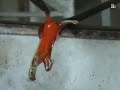 Making a glass horse