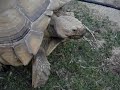 Masturbating Turtle