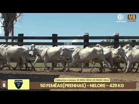 1� LEIL�O EXPOJUINA - 2026