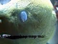 Dive fun humour manamana