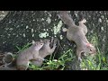 Squirrel Threesome (in HD)