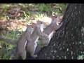 Squirrel Threesome (in HD)
