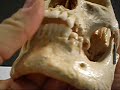 Human Skull # Zo2