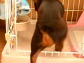 ヨーグルトごはんにまっしぐら