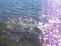 Fighting a 28 inch trout while fishing alone