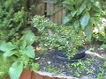 bonsai june 2008 part. 3