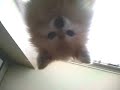 Upside Down Chappy Upside Down Chappy
