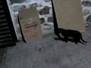 Gato en La Acebeda G.S 262