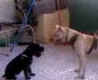 Dasha Vs Estrella (pelea mortal) 