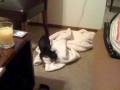 videos de Toki Murderface