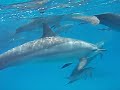 Come Swim With The Dophins!!, Part 1