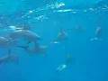 Come Swim With The Dophins!!, Part 1