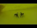 Fighting spiders - Throw prevention and Arm Biting Fighting spiders - Throw prevention and Arm Biting