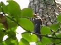Pileated Woodpecker