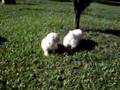 Bichón Frisé video