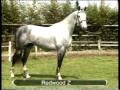 REDWOOD Z ( PADRILLO DEL HARAS )
