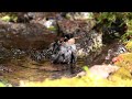♪鳥くん野鳥動画(山梨県・奥庭山荘)ウソ♂水浴び 避暑山荘