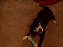 Karma sings Pit Bull Blues