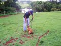 canilcaraibas.com