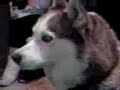 Tundy, the amazing singing puppy dog Tundy, the amazing singing puppy dog