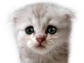 wierd cat