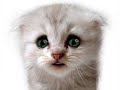 wierd cat