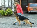 Amik poslu?nost